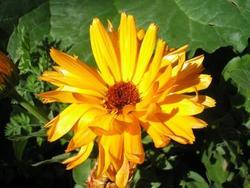 file:///media/Moby%20DisK/1%20Paulette%20FLORE%20ELECTRIQUE/Paulette%20VIGNETTE%20MINI/ASTERACEE250/Calendula%20officinalis%20(Souci)%2004-08%20fleur1.jpg