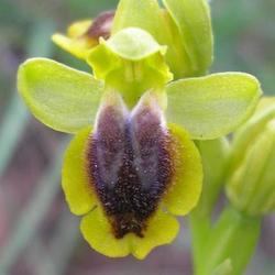 file:///media/Moby%20DisK/1%20Paulette%20FLORE%20ELECTRIQUE/Paulette%20VIGNETTE%20MINI/ORCHIDACEE250/Ophrys%20lutea%2005-08%20FLEUR10.jpg