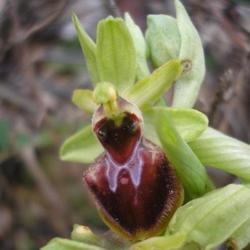 file:///media/Moby%20DisK/1%20Paulette%20FLORE%20ELECTRIQUE/Paulette%20VIGNETTE%20MINI/ORCHIDACEE250/Ophrys%20sphegodes%20(Orphys%20gu%C3%AApe)%20Beaufort03-08%20FLEUR10.jpg