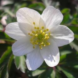 file:///home/gadget/actPAULETTE/PauletteVIGNETT250/RENONCULACEE250/Anemone.nemorosa.Anemonedesbois%2003.09.fl11.jpg