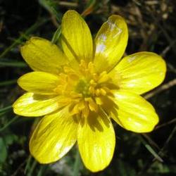 file:///home/gadget/actPAULETTE/PauletteVIGNETT250/RENONCULACEE250/Ficaria.ranunculoides.Ficaire%2003.08.fl3.JPG