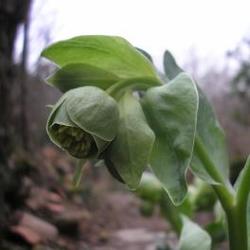 file:///home/gadget/actPAULETTE/PauletteVIGNETT250/RENONCULACEE250/Helleborus.foetidus.Hellebore.fetide%2001.08.fl22.JPG