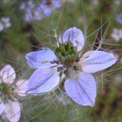 file:///home/gadget/actPAULETTE/PauletteVIGNETT250/RENONCULACEE250/Nigella.damascena.Nigelle.de.Damas%2005.06.fl11.JPG