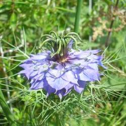 file:///home/gadget/actPAULETTE/PauletteVIGNETT250/RENONCULACEE250/Nigella.damascena.Nigelle.de.Damas%2006.08.fl133.jpg