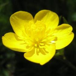 file:///home/gadget/actPAULETTE/PauletteVIGNETT250/RENONCULACEE250/Ranunculus.acris.Renoncule.acre%2004.08.fl22.jpg