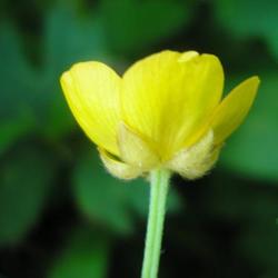 file:///home/gadget/actPAULETTE/PauletteVIGNETT250/RENONCULACEE250/Ranunculus.repens.Renoncule.rampante%2006.06.fl1.JPG