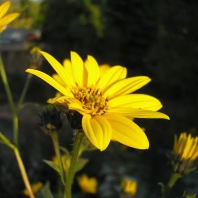 file:///home/gadget/actPAULETTE/PauletteVIGNETT400/ASTERACEE/Inula%20helenium%20(Aun%C3%A9e)%2009-08%20fl22.jpg