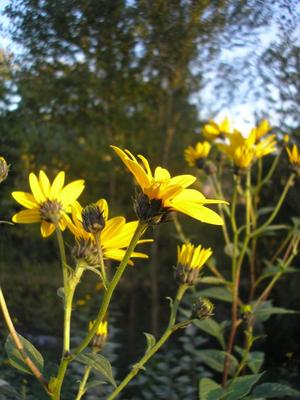 file:///home/gadget/actPAULETTE/PauletteVIGNETT400/ASTERACEE/Inula%20helenium%20(Aun%C3%A9e)%2009-08%20fl4.jpg