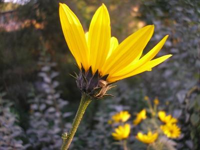 file:///home/gadget/actPAULETTE/PauletteVIGNETT400/ASTERACEE/Inula%20helenium%20(Aun%C3%A9e)%2009-08%20fl5.jpg