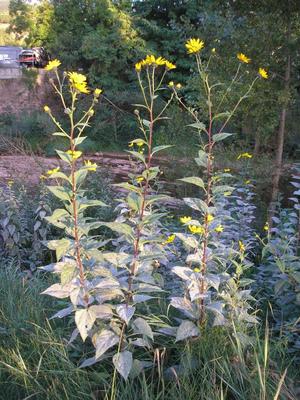 file:///home/gadget/actPAULETTE/PauletteVIGNETT400/ASTERACEE/Inula%20helenium%20(Aun%C3%A9e)%2009-08%20p4.jpg