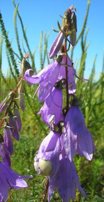 file:///home/gadget/actPAULETTE/PauletteVIGNETT400/CAMPANULACEE/Campanula%20rapunculoides%20(fausse-raiponce)%2007-08%20fl1.jpg