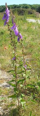 file:///home/gadget/actPAULETTE/PauletteVIGNETT400/CAMPANULACEE/Campanula%20rapunculoides%20(fausse-raiponce)%2007-08%20p2.jpg