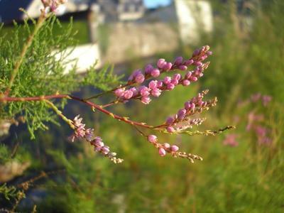 file:///home/gadget/actPAULETTE/PauletteVIGNETT400/ERICACEE/Calluna.vulgaris.Callune%2010-07%20fl1.JPG