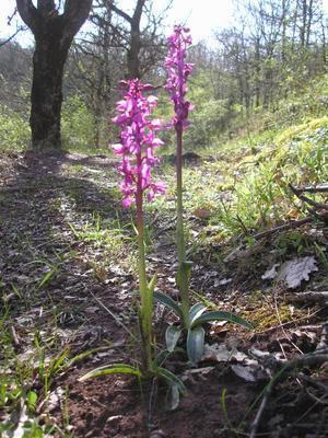 file:///media/Moby%20DisK/1%20Paulette%20FLORE%20ELECTRIQUE/Paulette%20VIGNETTES%20PAR%20FAMILLE/ORCHIDACEE.M/Orchis%20mascula%20(Ochid%C3%A9e%20m%C3%A2le)%2004-08%20plante1.jpg