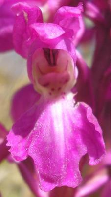 file:///media/Moby%20DisK/1%20Paulette%20FLORE%20ELECTRIQUE/Paulette%20VIGNETTES%20PAR%20FAMILLE/ORCHIDACEE.M/Orchis%20mascula%20(Orchid%C3%A9e%20m%C3%A2le)%2004-08%20%20FLEUR11.jpg