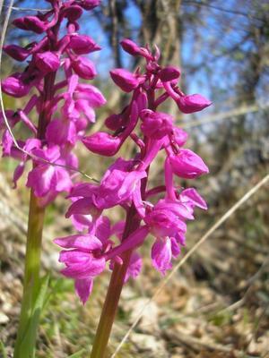 file:///media/Moby%20DisK/1%20Paulette%20FLORE%20ELECTRIQUE/Paulette%20VIGNETTES%20PAR%20FAMILLE/ORCHIDACEE.M/Orchis%20mascula%20(Orchid%C3%A9e%20m%C3%A2le)%2004-08%20%20fleur3.jpg