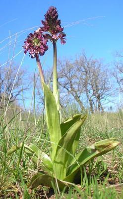 file:///media/Moby%20DisK/1%20Paulette%20FLORE%20ELECTRIQUE/Paulette%20VIGNETTES%20PAR%20FAMILLE/ORCHIDACEE.M/Orchis%20purpurea%20(Orchid%C3%A9e%20pourpre)%2004-08%20plante2.jpg