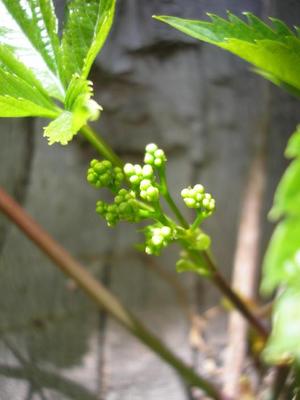 file:///home/gadget/actPAULETTE/PauletteVIGNETT400/VITACEE/Parthenocissus%20(vigne%20vierge)%2005-08%20flle05.jpg